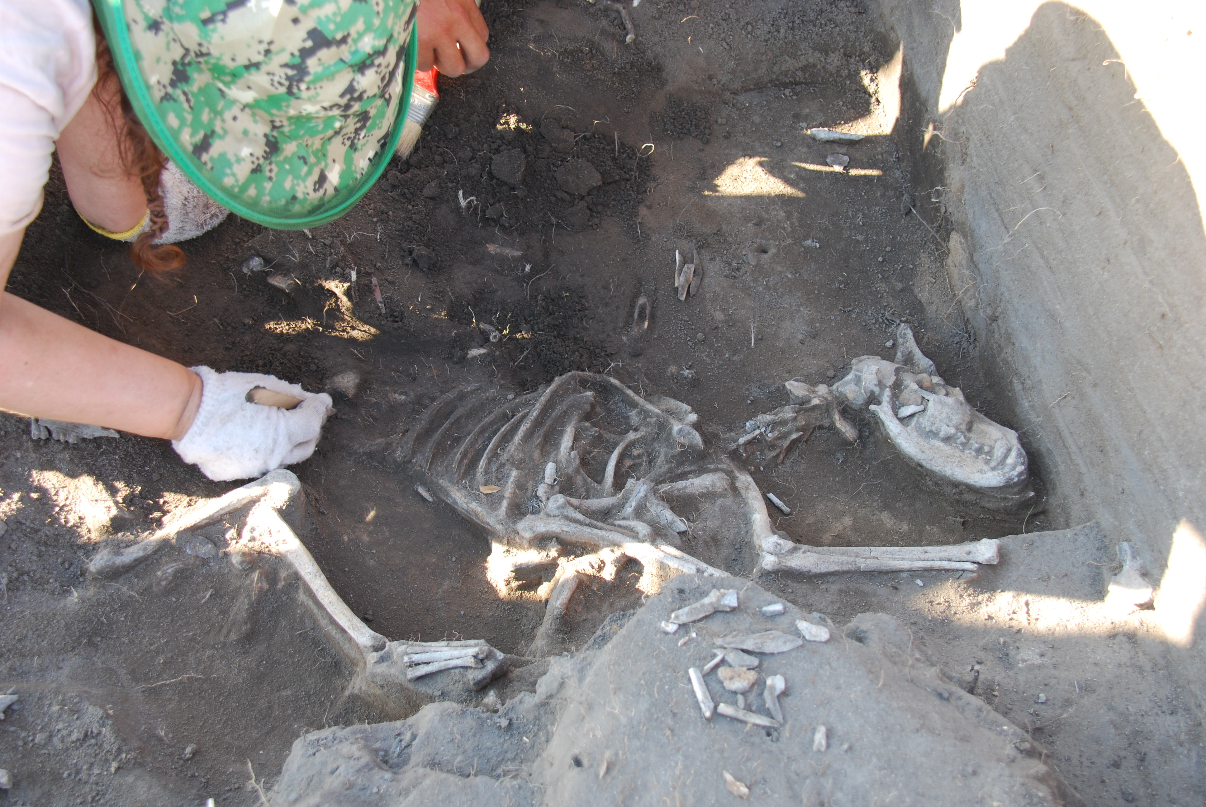 The skeleton of a dog being excavated in the Gobi Steppe
